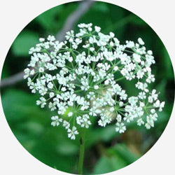 Cnidium monnieri (L.) Cuss